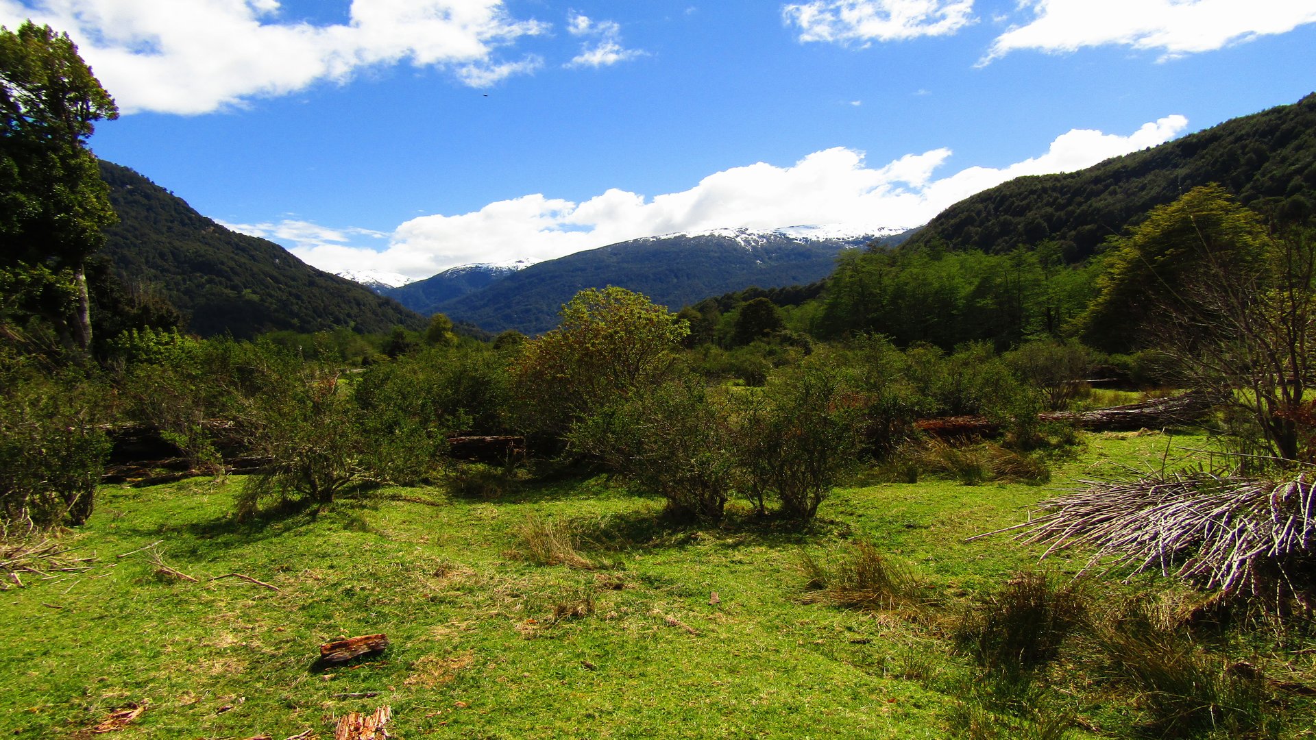 Bosque nativo